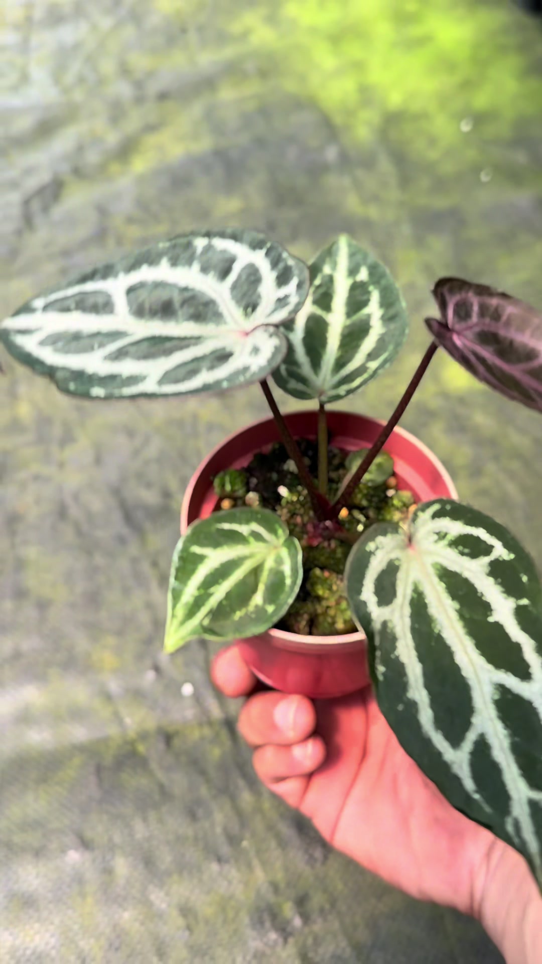 @KeepcầmKây🥦