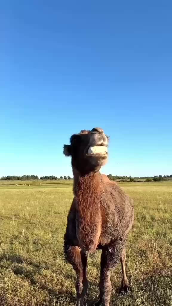 @Funny