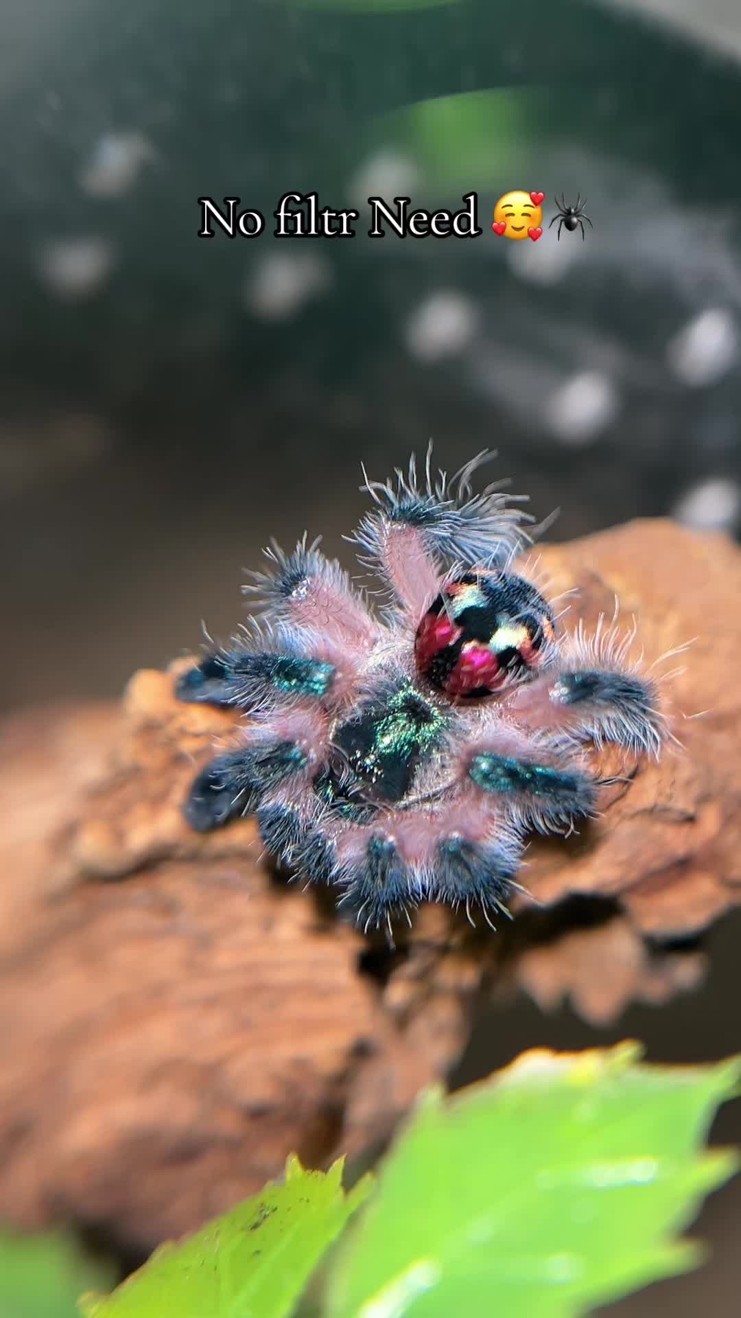 @Tori Spiders