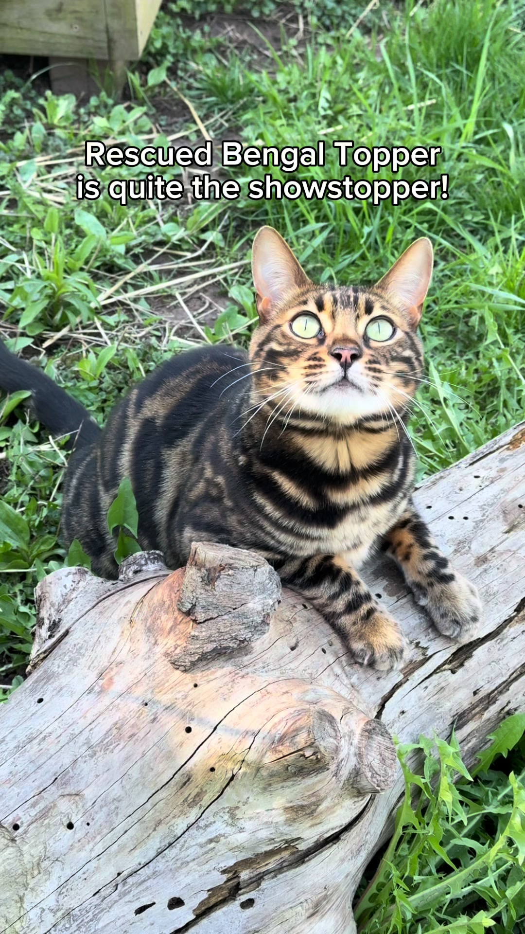 @The Wildcat Sanctuary