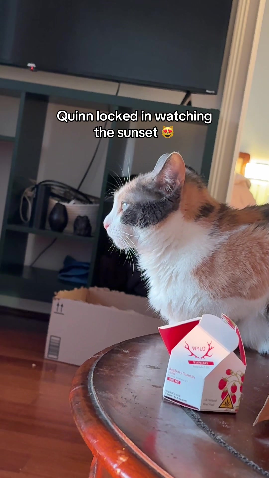 @Quinn The Calico