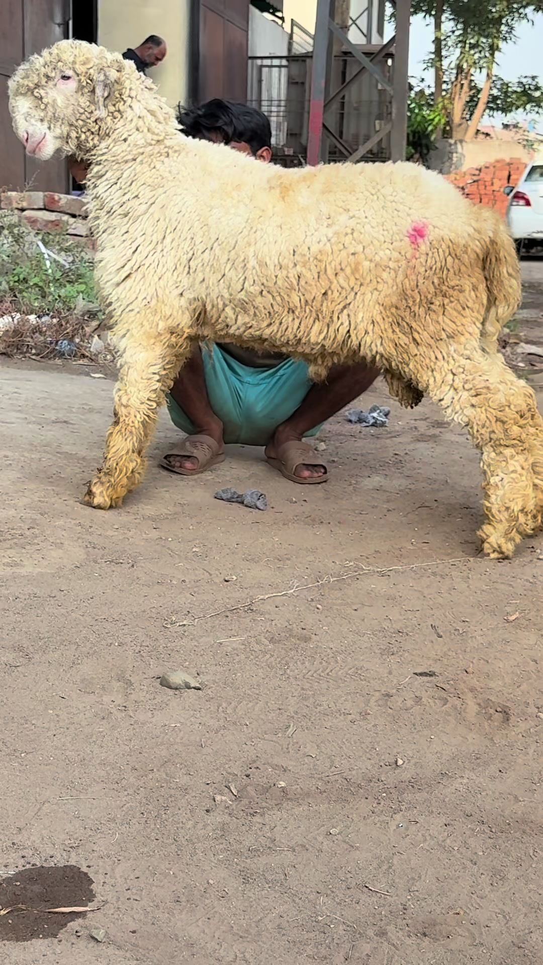 @Shiraz livestock