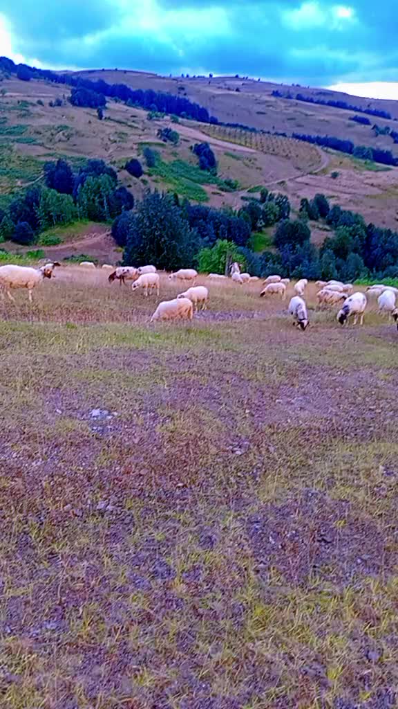 @Barkin Vergili