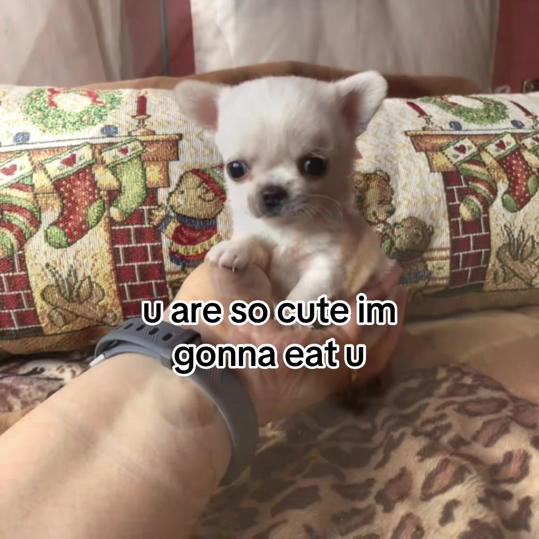 @The Bark Archive
