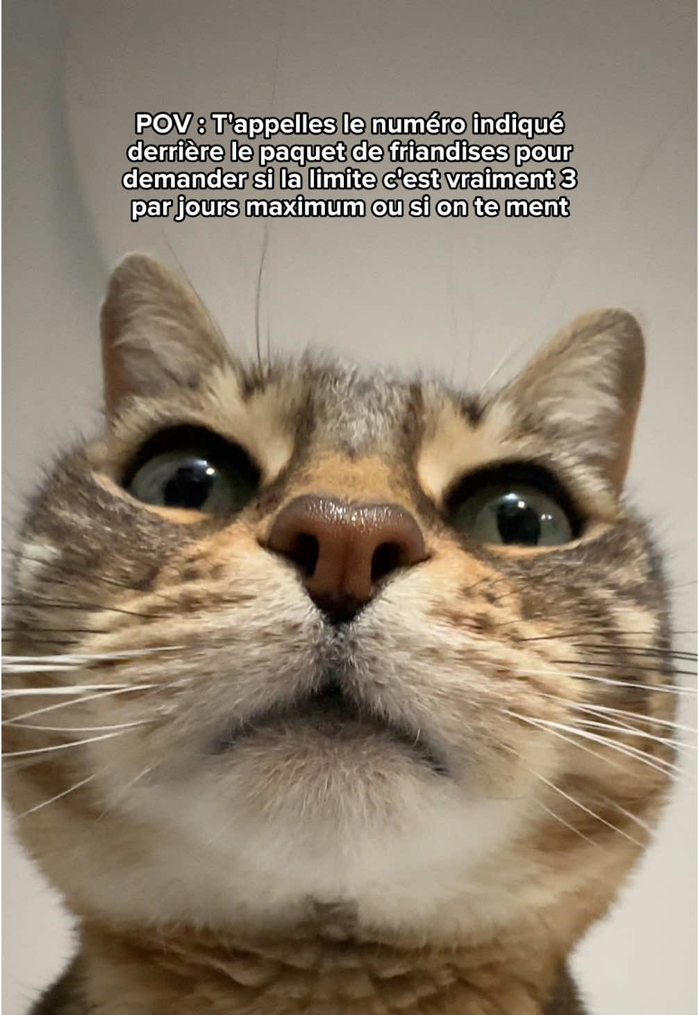 @Ricki the Bengal