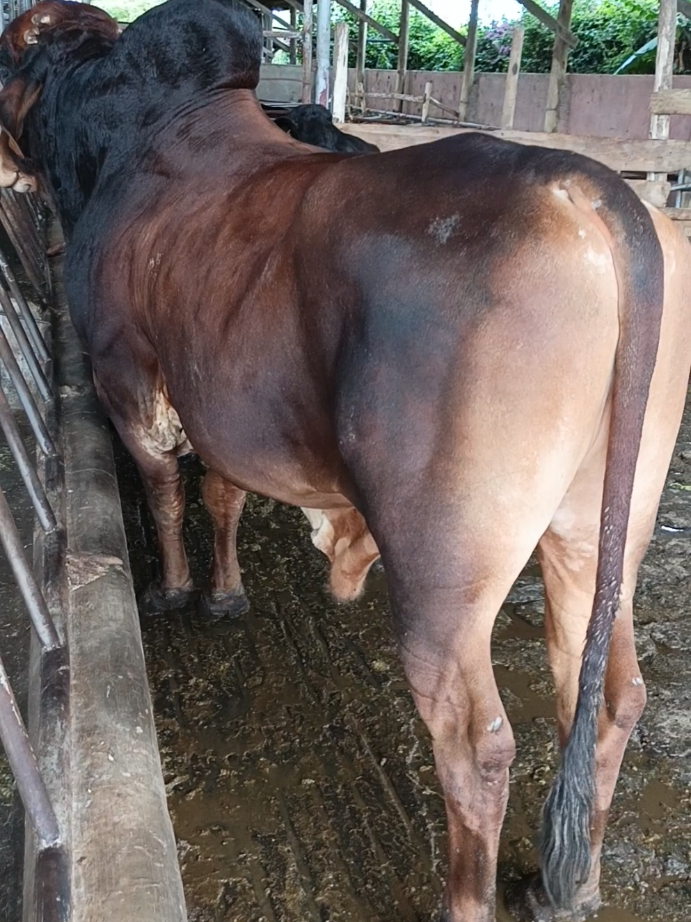 @Daily Dairy Farm Ke