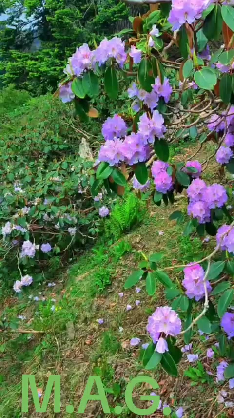 @M,Arshad kashmiri