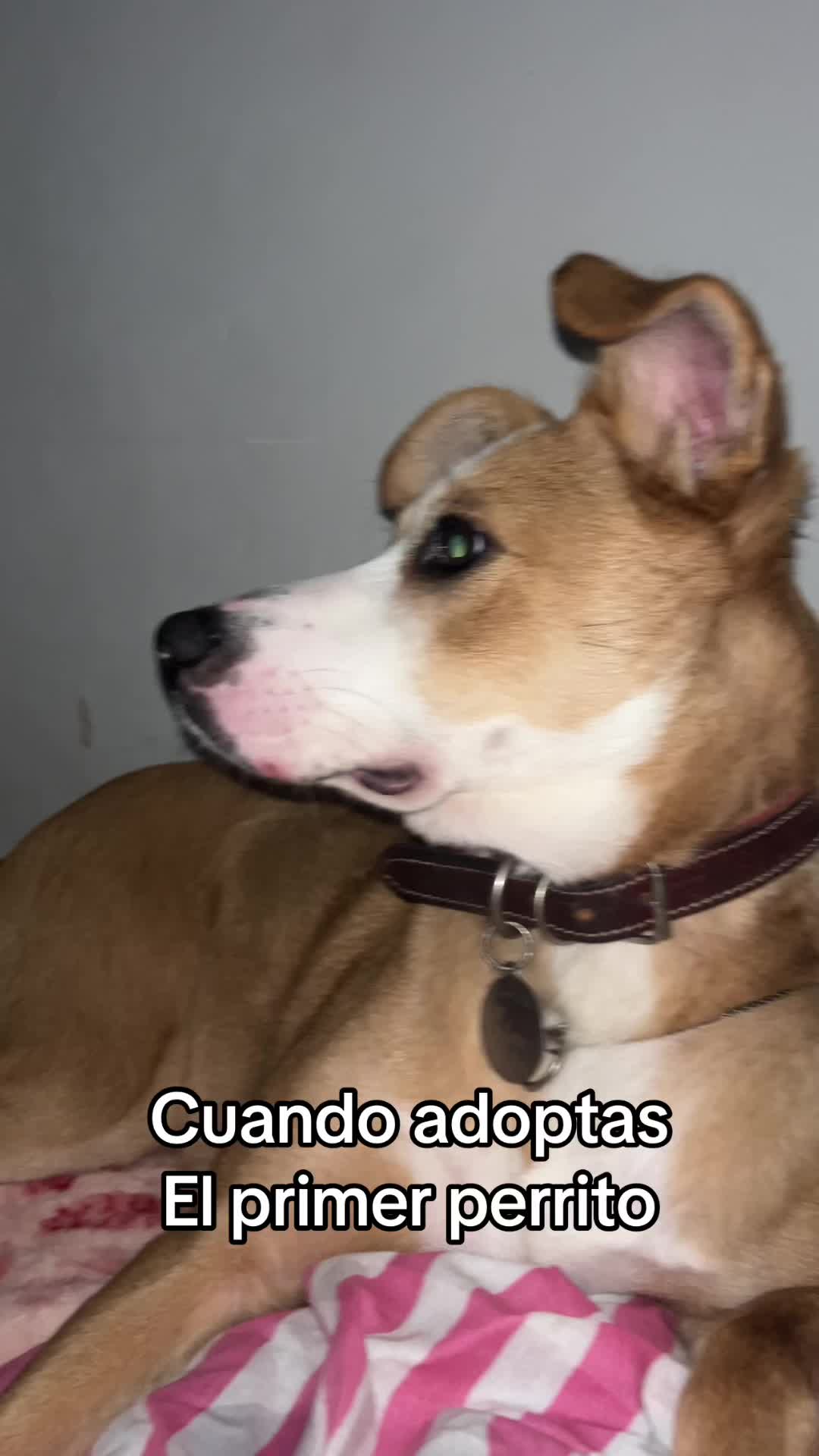 @iitzmii