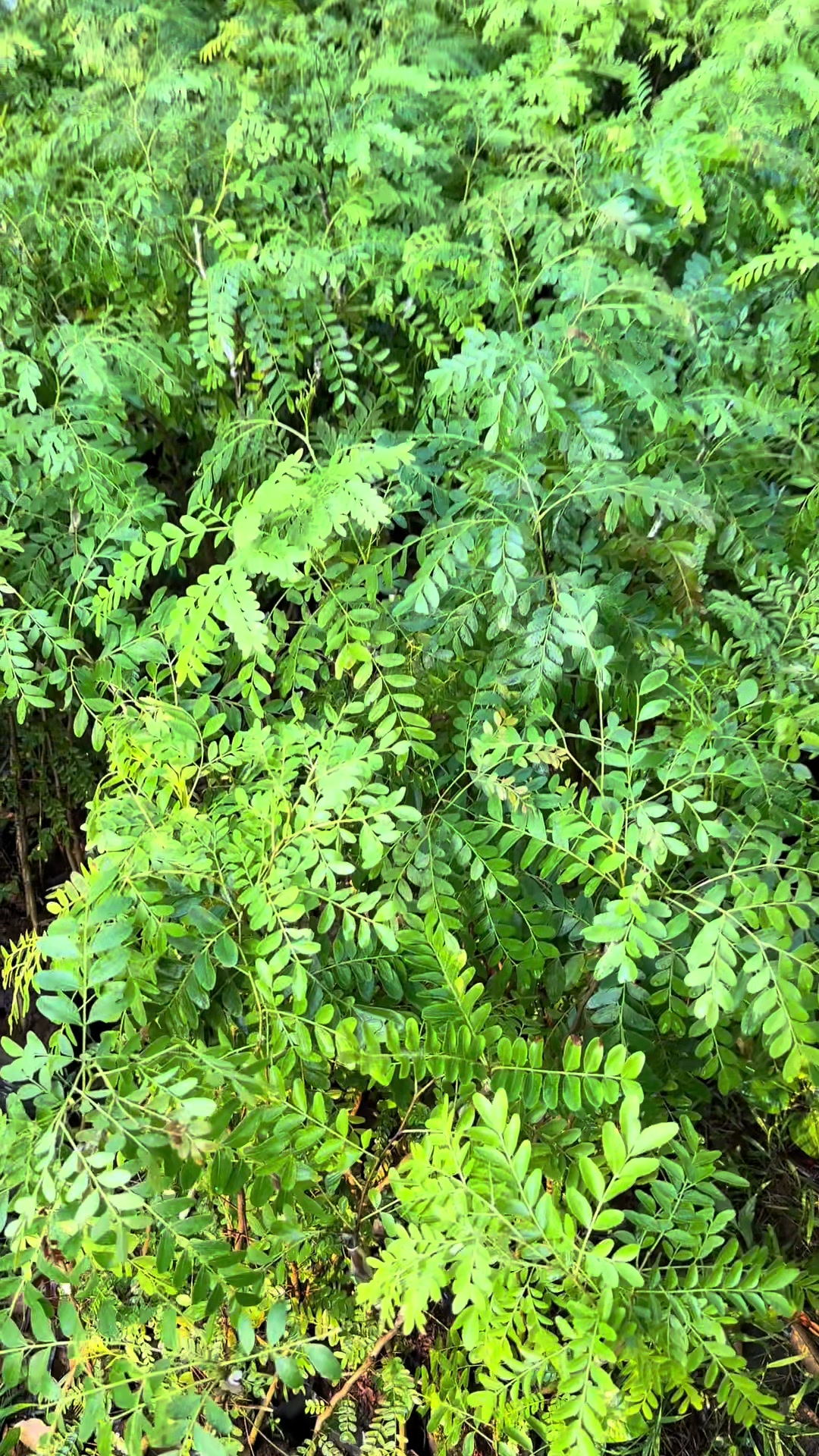 @Nh&agrave; Vườn Vũ Mai