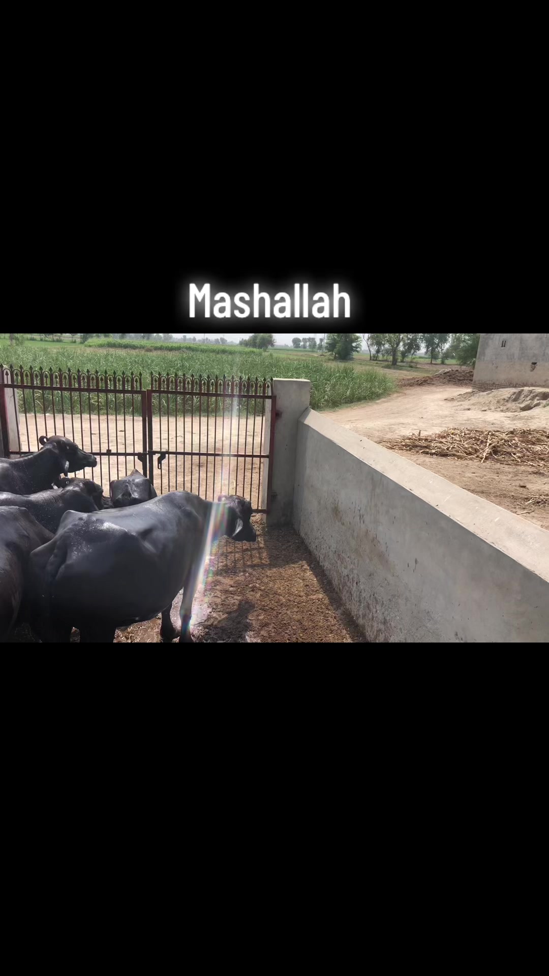 @ساجی موہل