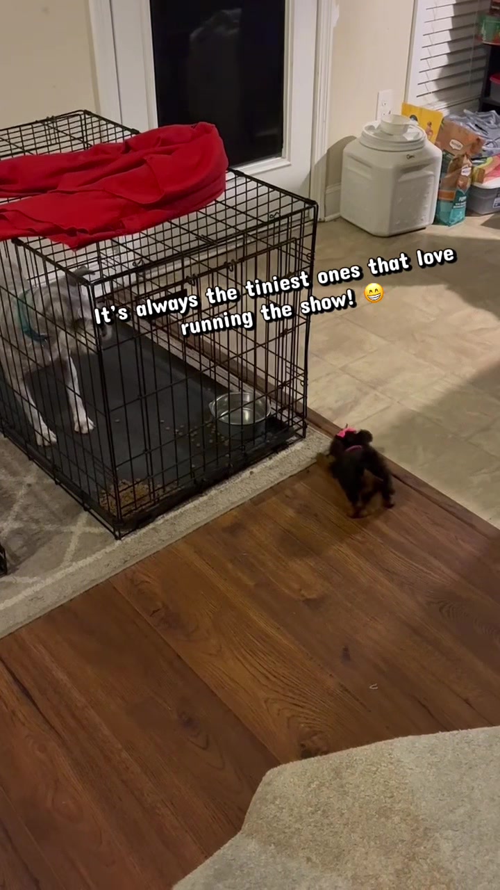 @Dog Lady