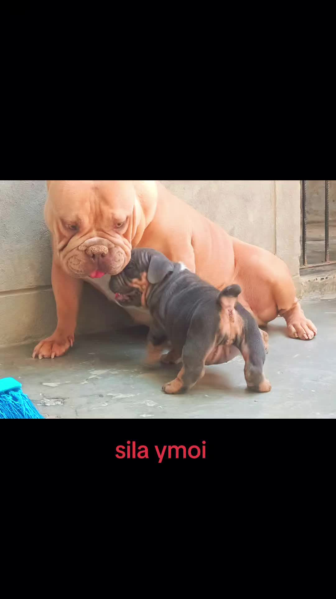 @arevalobullsper&uacute;