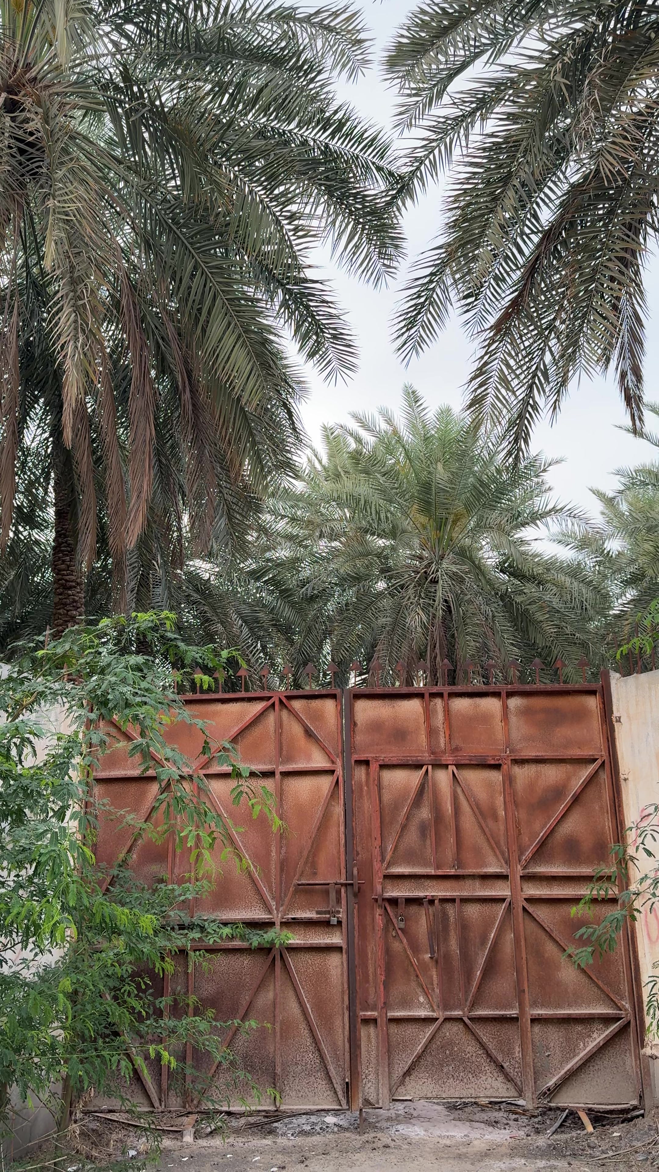 @WALAA 🌾