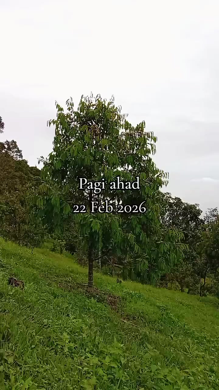 @ADY DURIAN FARM  🌳🚶