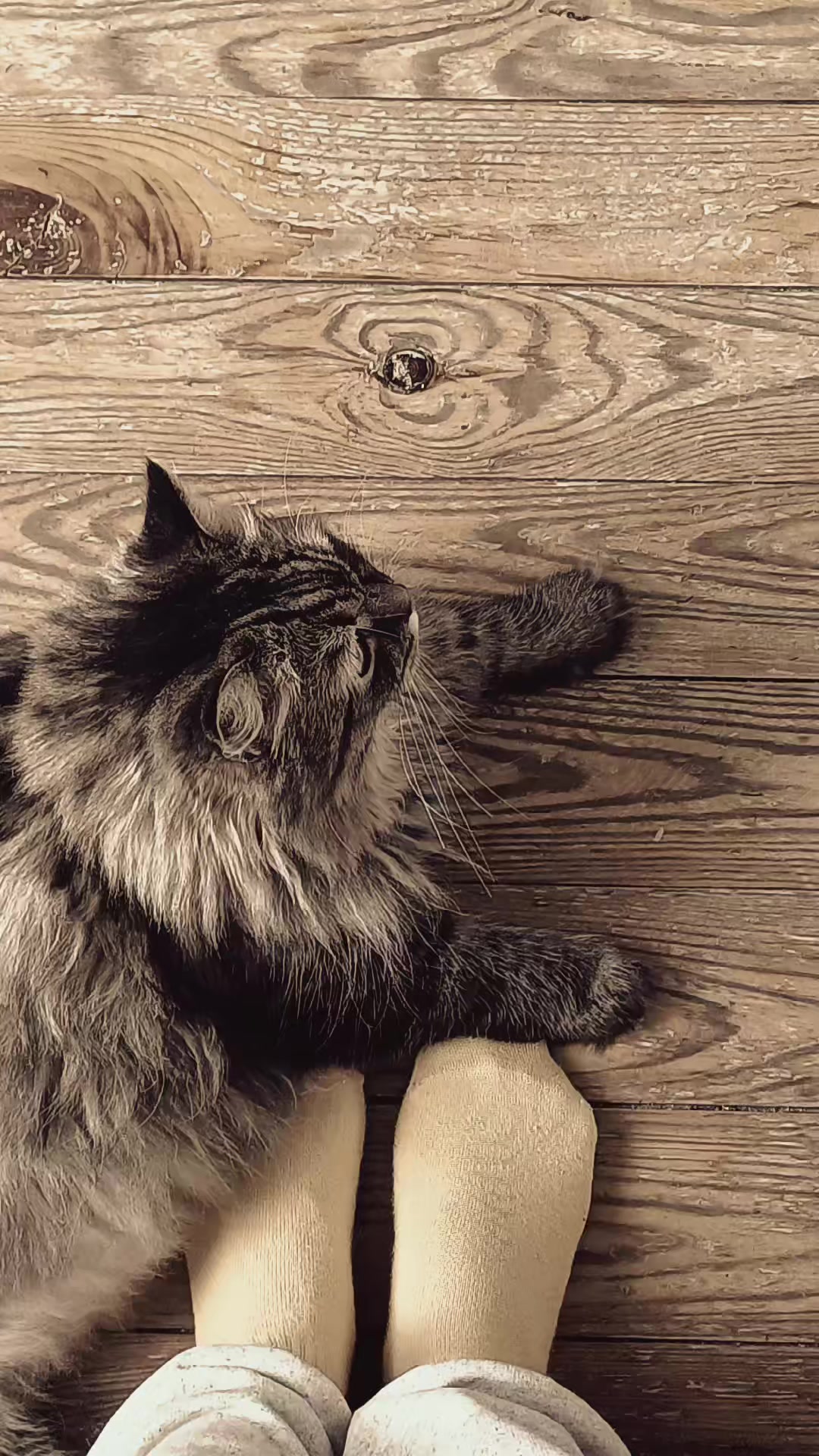 @cat_bayun_