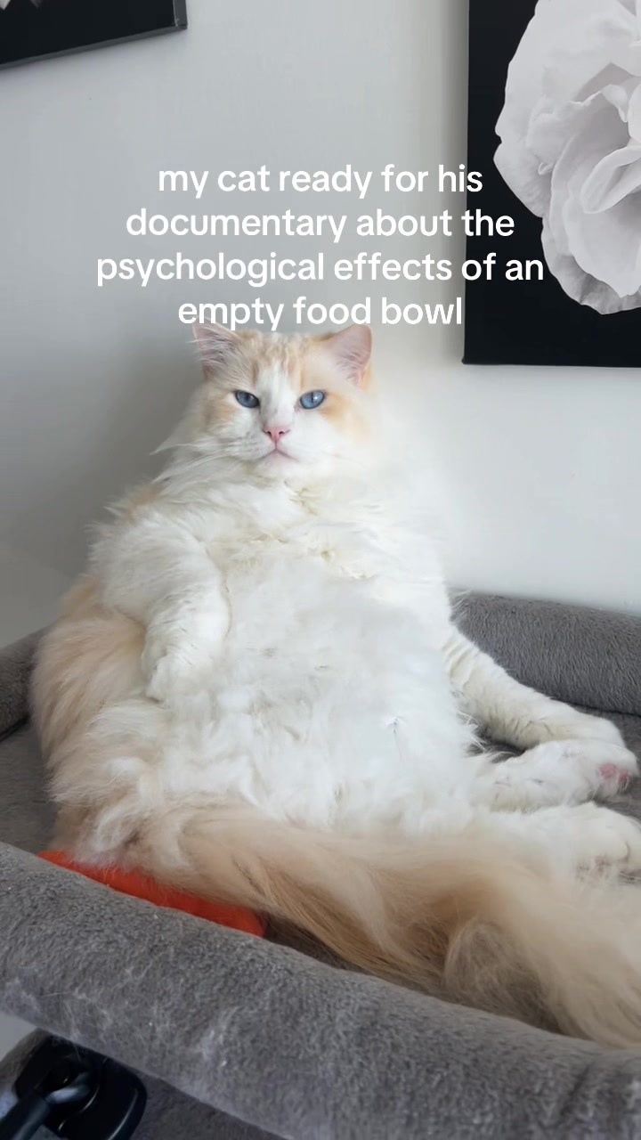 @Brody The Ragdoll Cat