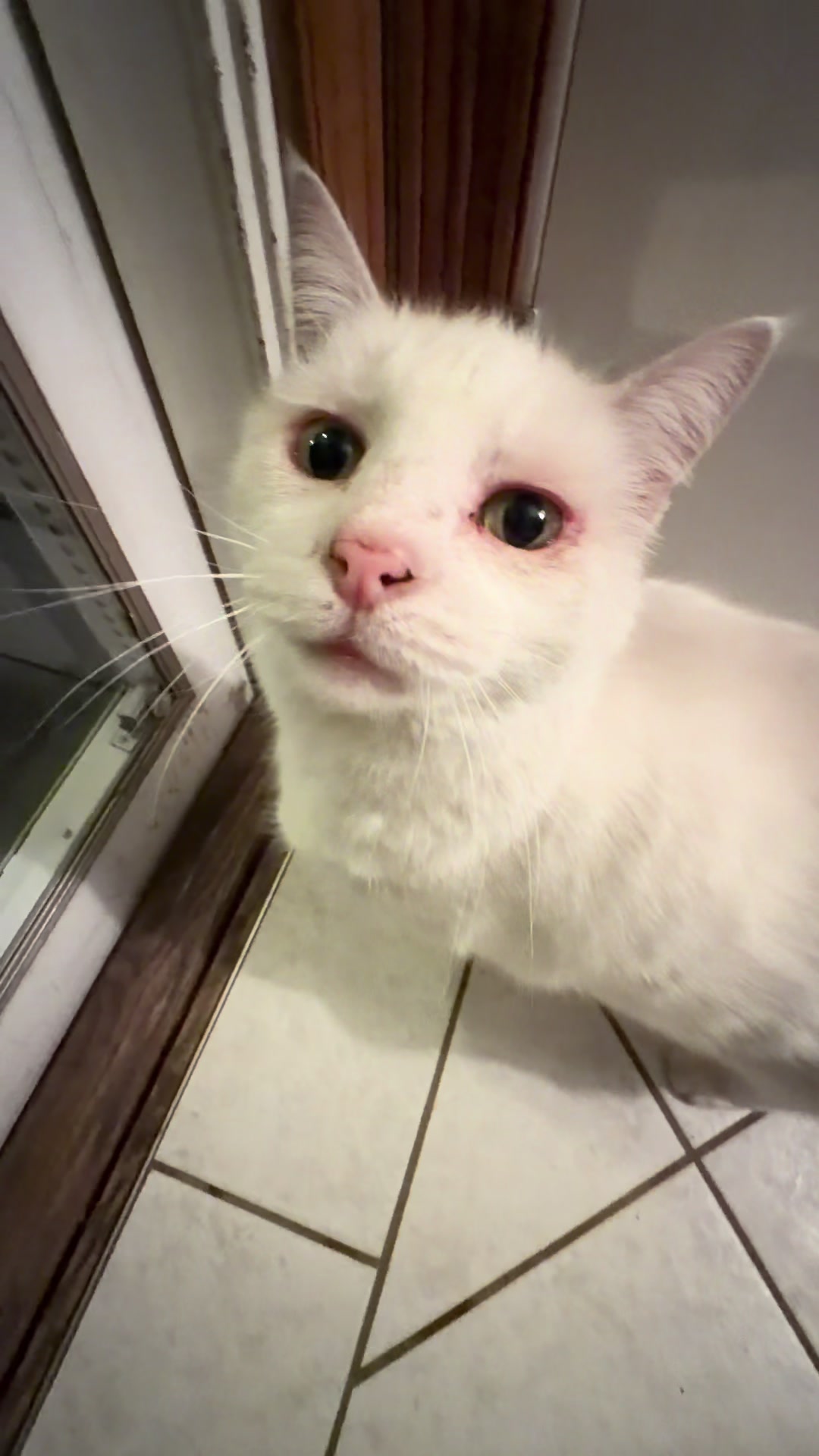 @PepperTheCat