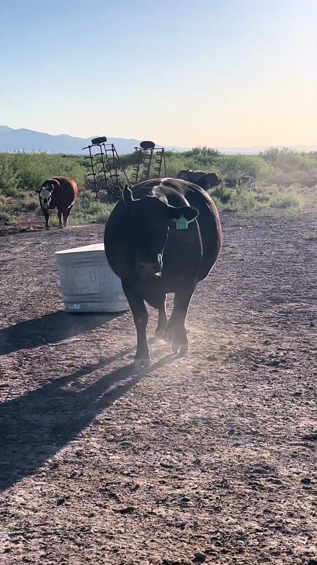 @carlosthecowpuncher