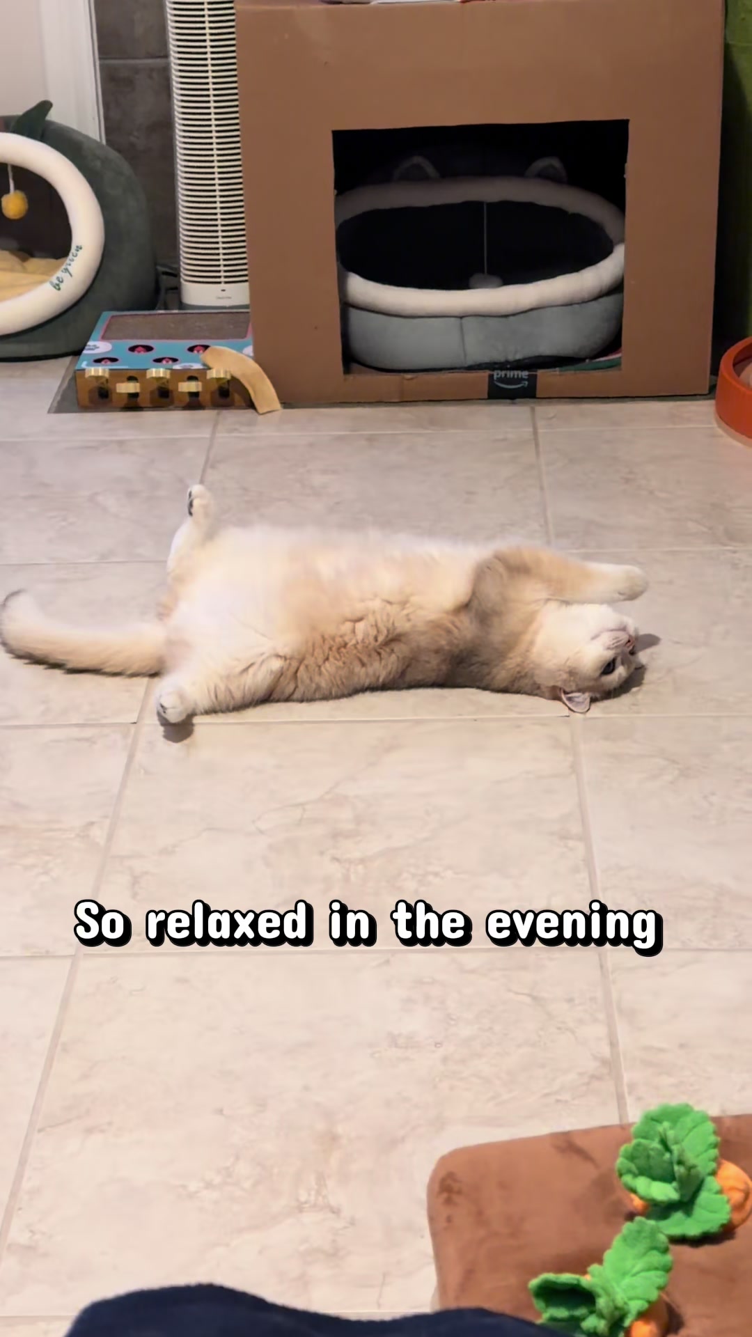 @catloveronthego