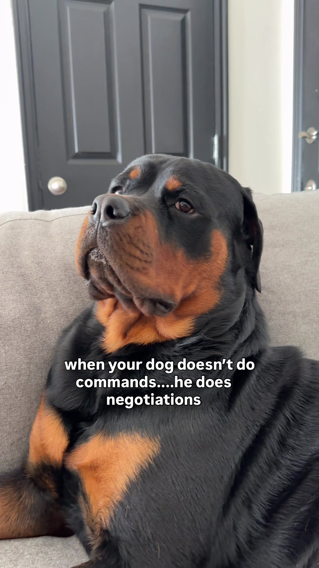 @Rex the Rottweiler