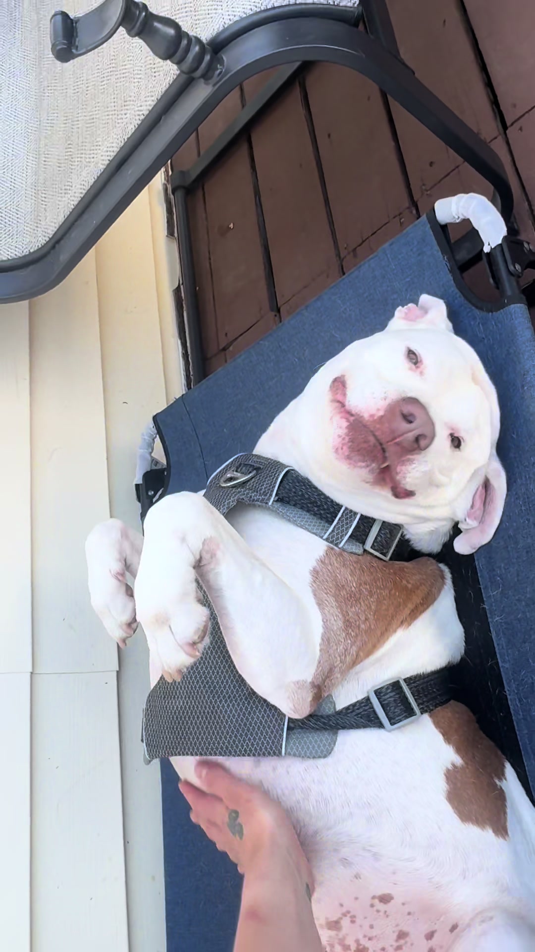 @DIOJI.the.DOG