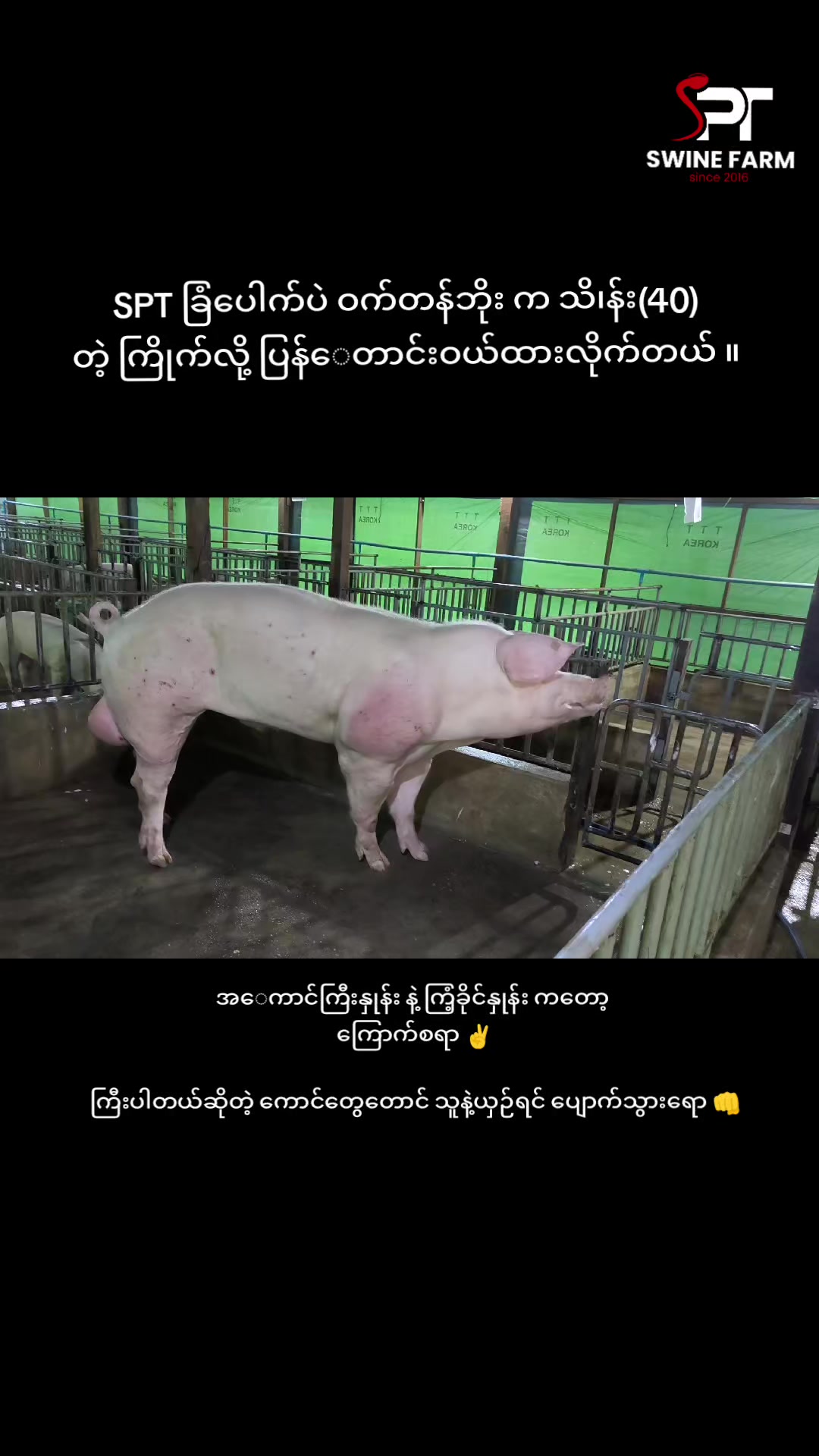 @"ရွှေဖြူးသား"၀က်မွေးမြူရေးခြံ
