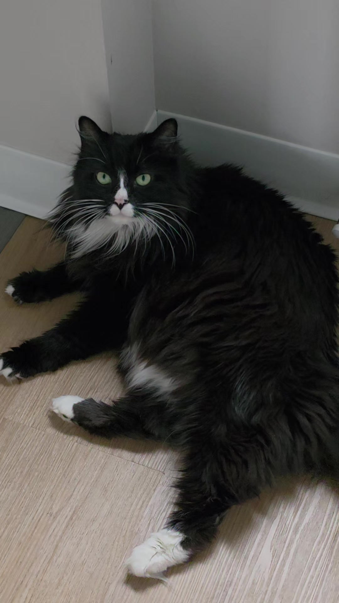 @AtticaTheTuxedoCat