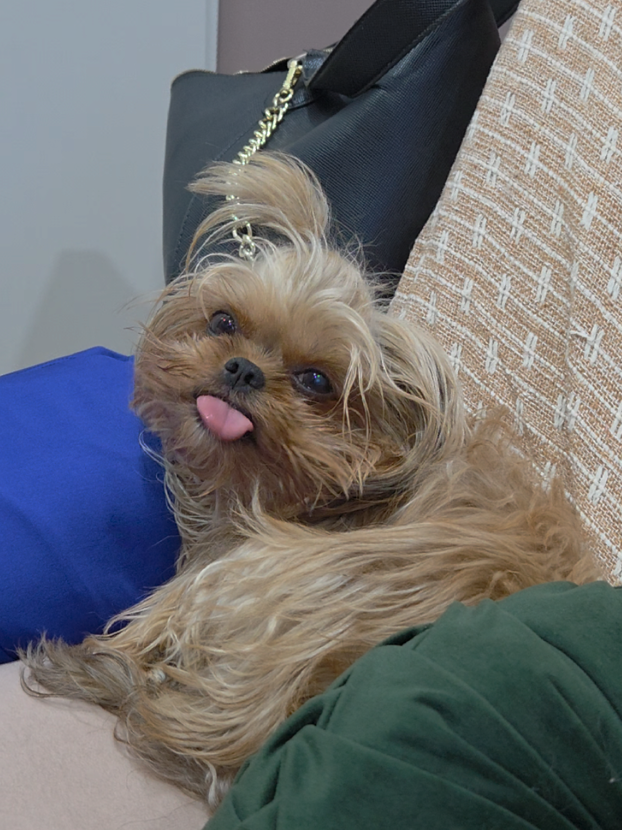 @Trio Pet Love
