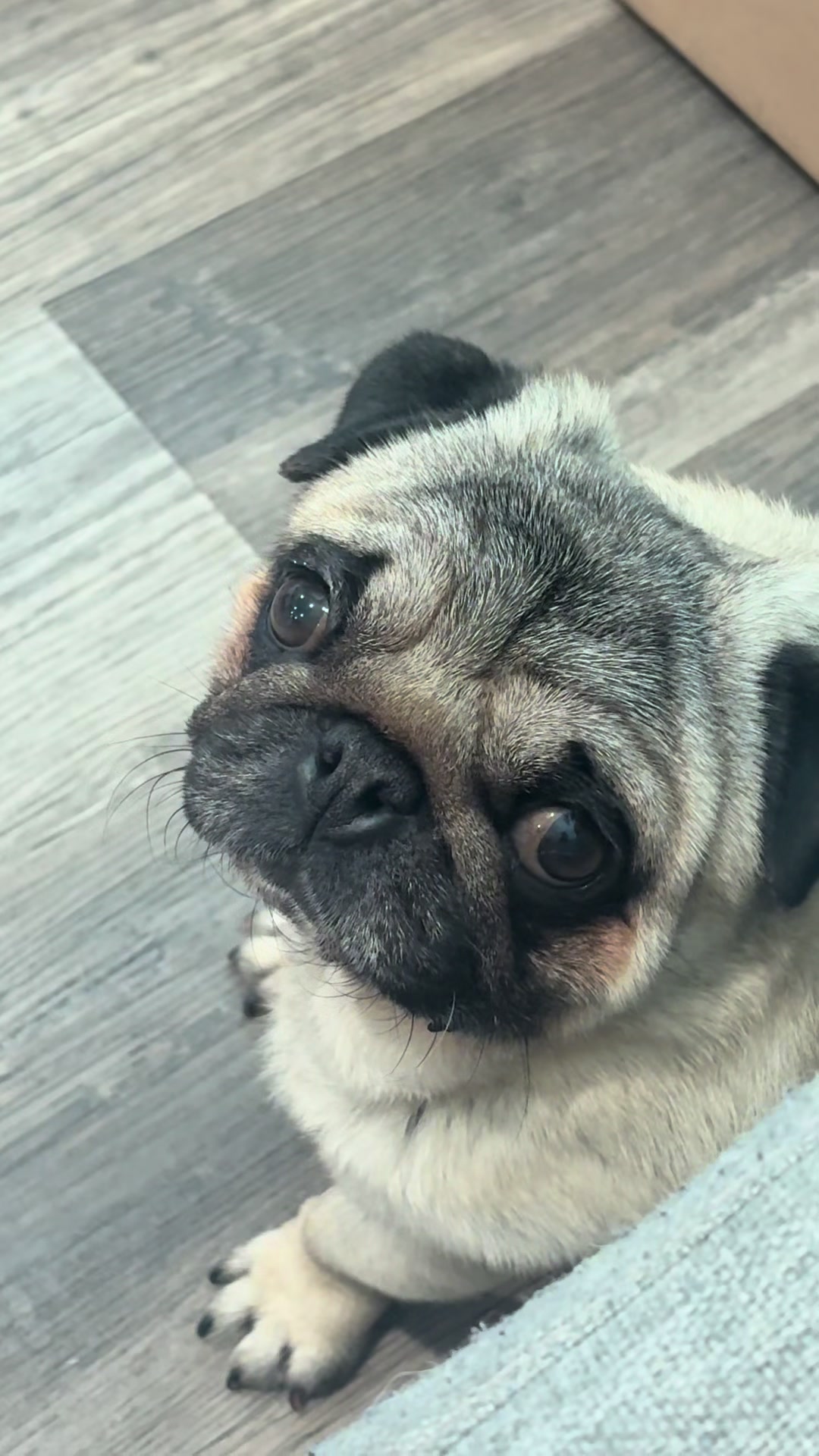 @Rocki the Pug ๐ถ
