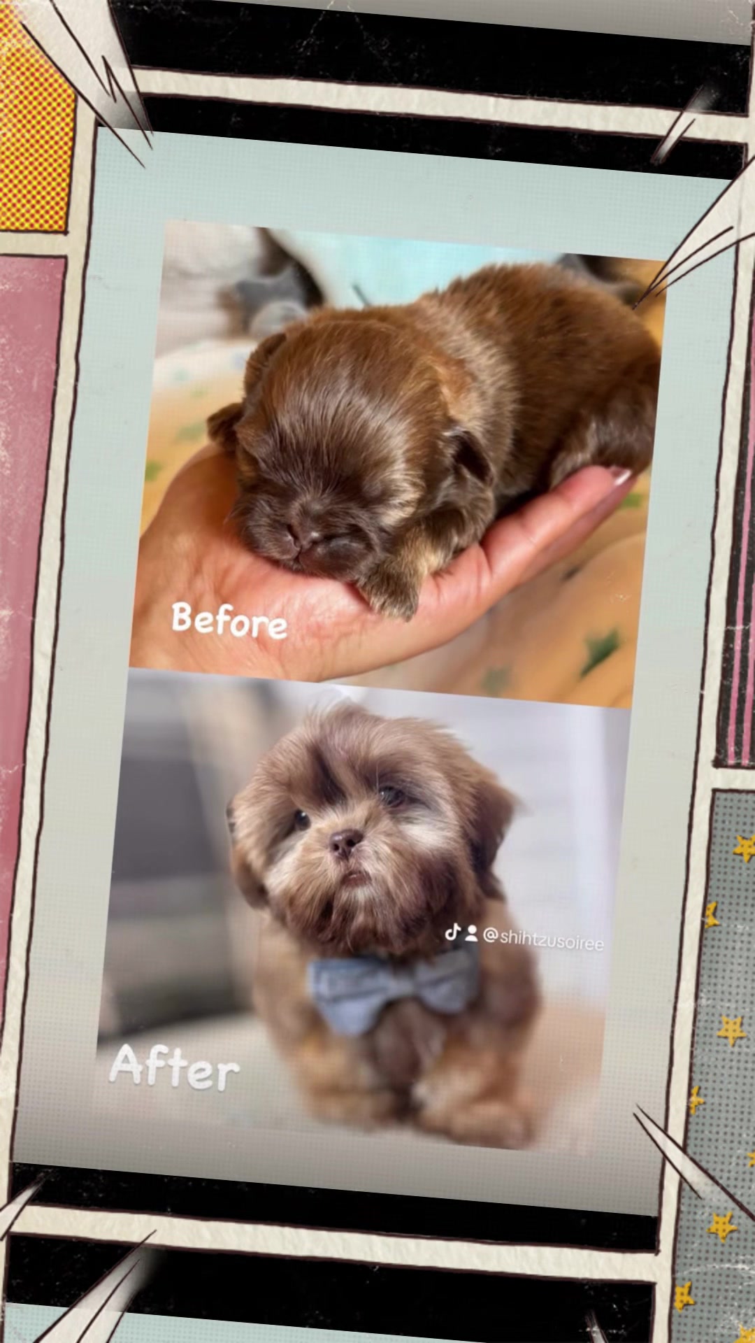 @SHIHTZU SOIRÉE