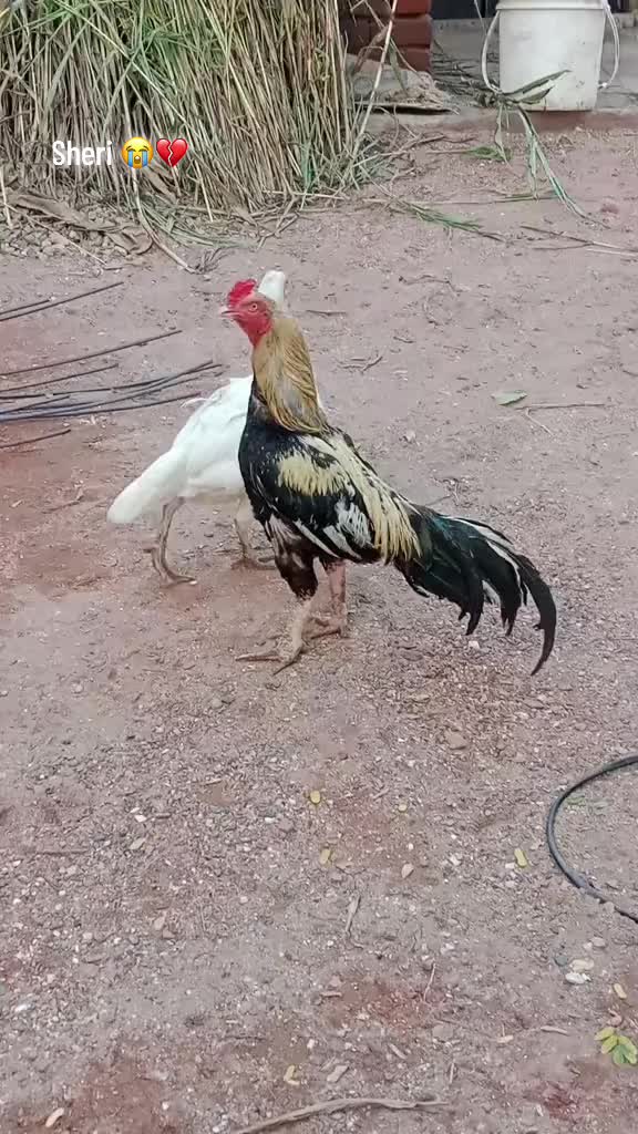 @اسد رحمانی