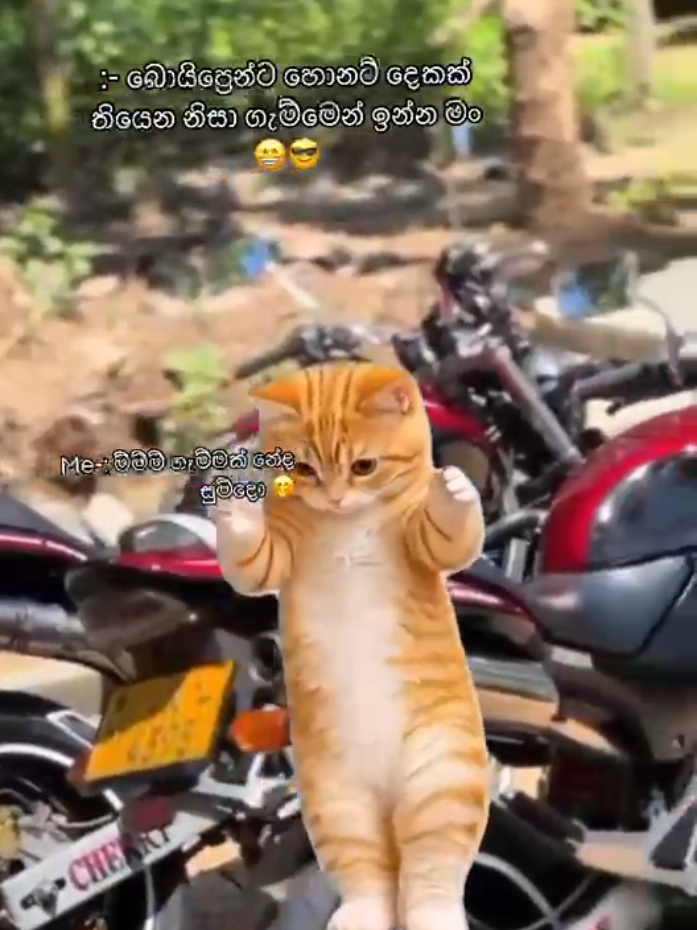 @๐ฆ๐๐๐ก๐จ ๐ชฌ