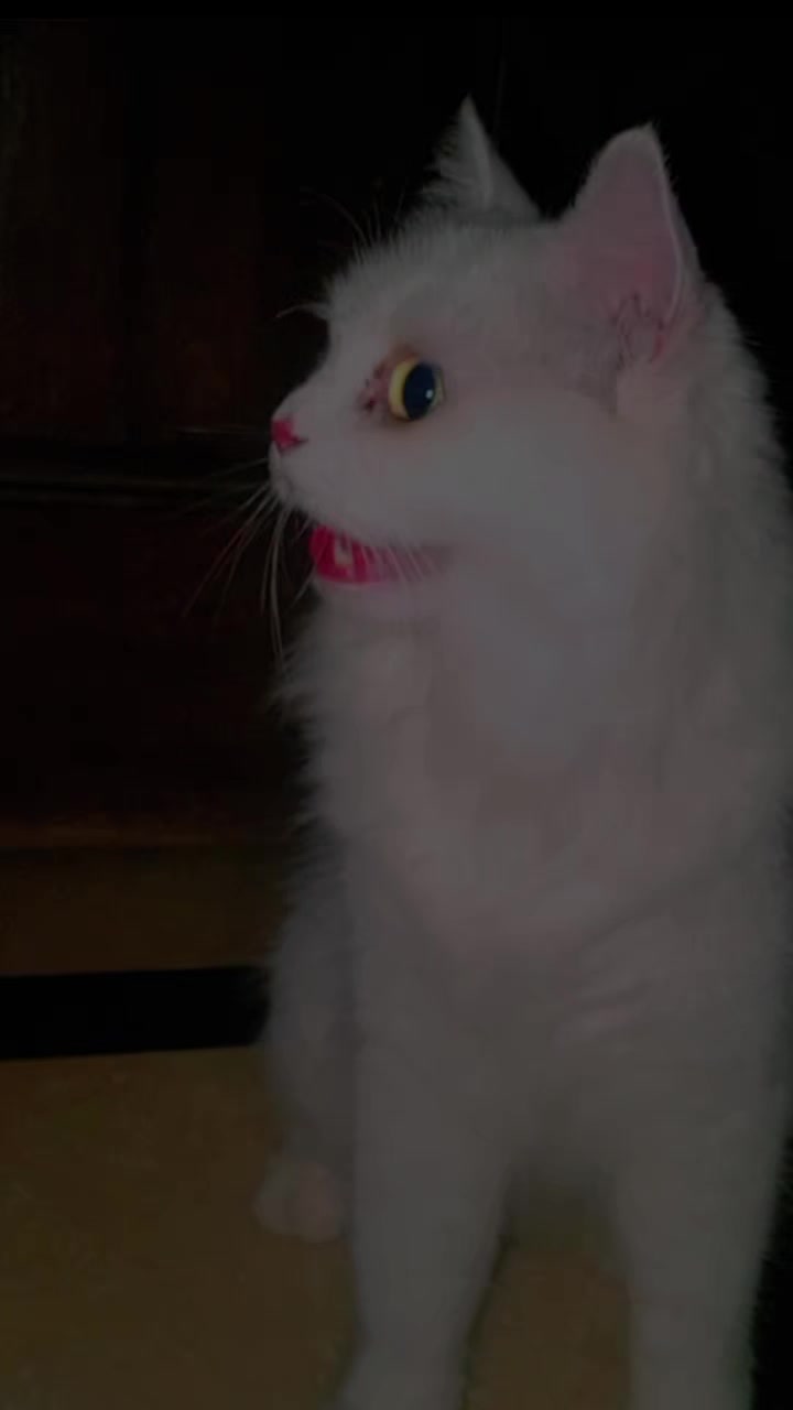 @kashikhan786