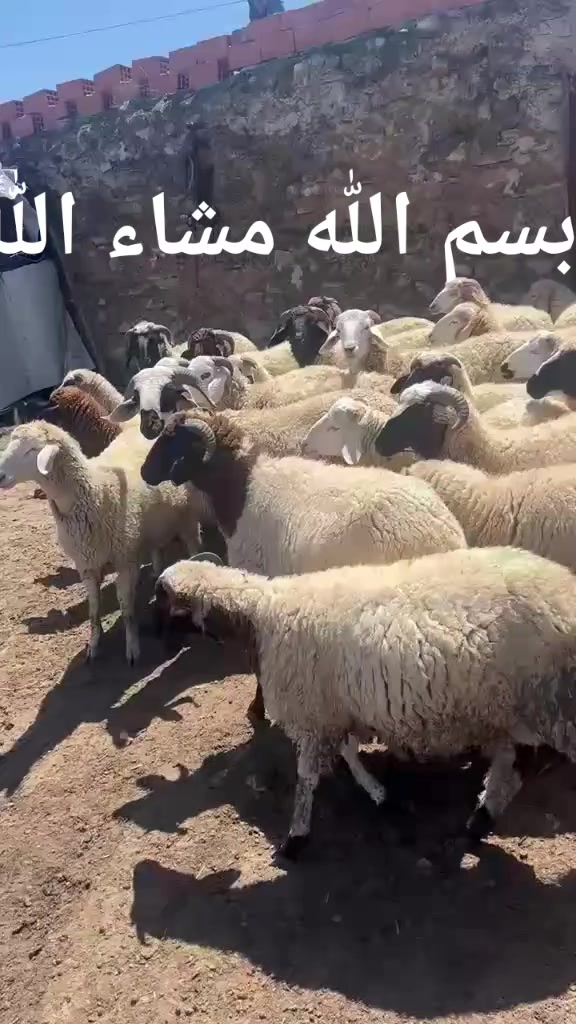 @Ala Riahi