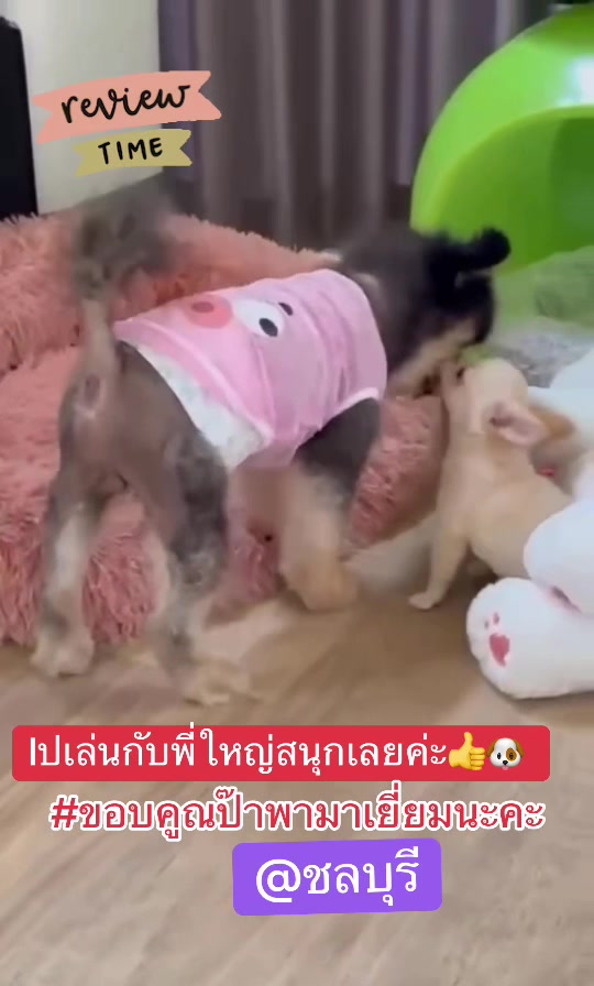 @Fb:Woww chihuahua