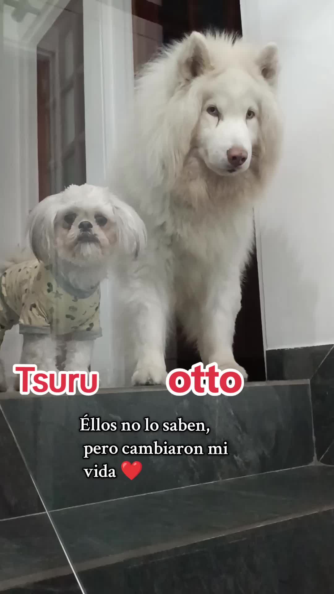@💓🐶OTTO POLAR 🐶💓