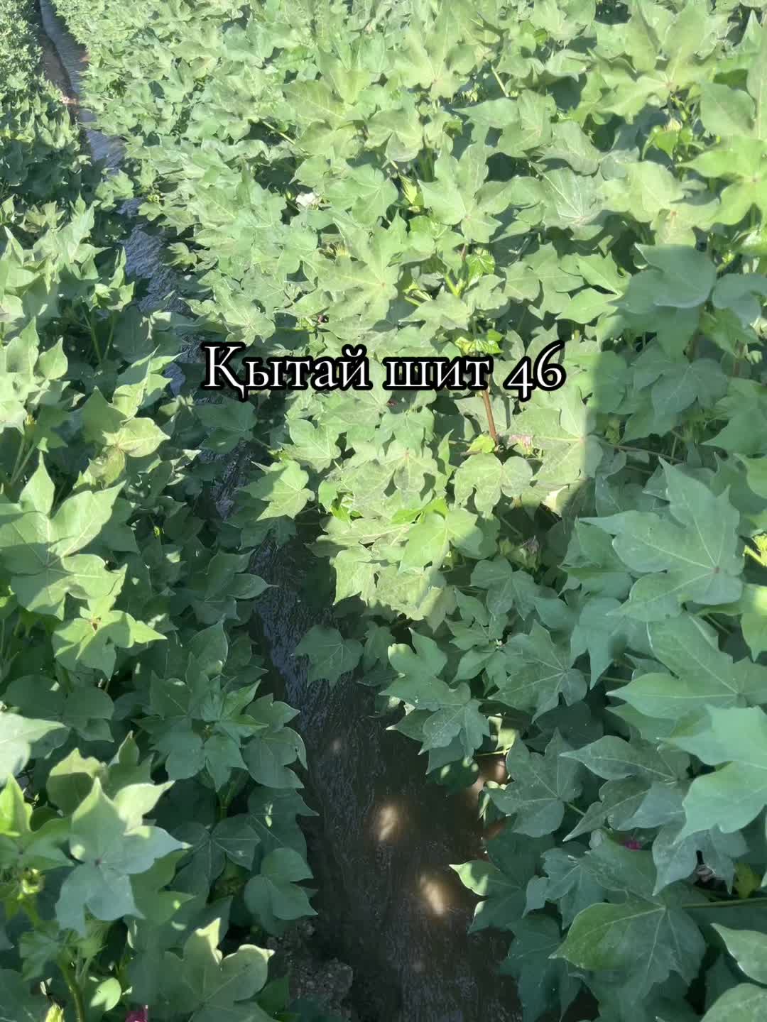 @maken_goi17