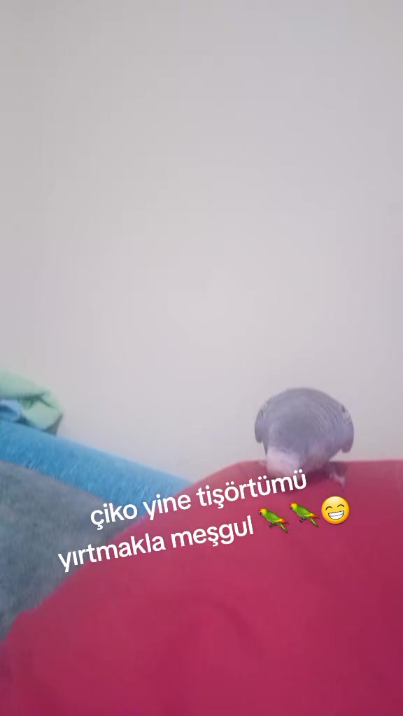 @Serpil Karaman