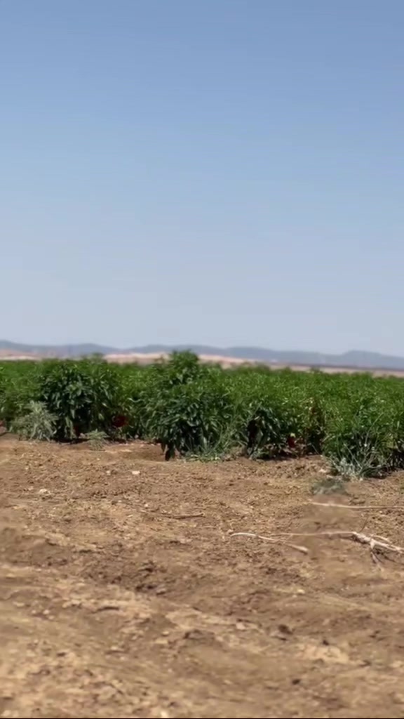 @Hama Farjallah 
