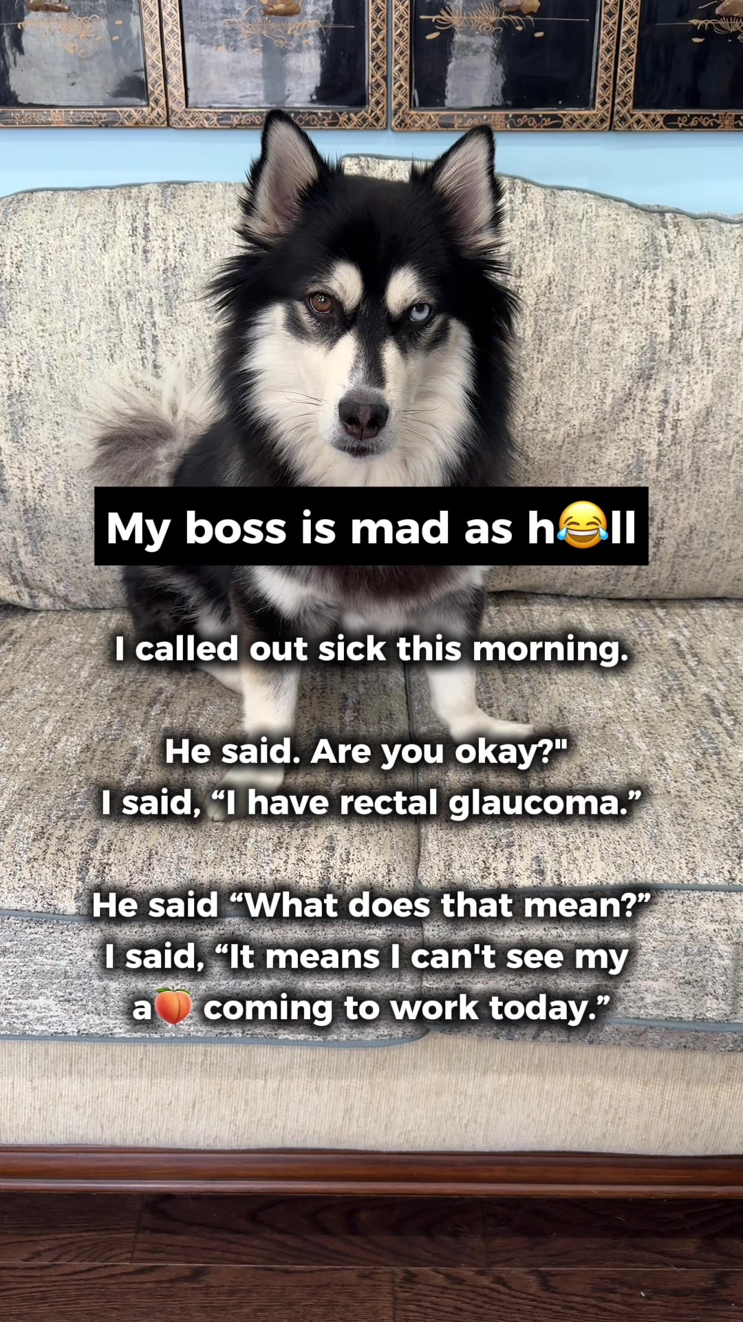 @Zeus the Pomsky🐾