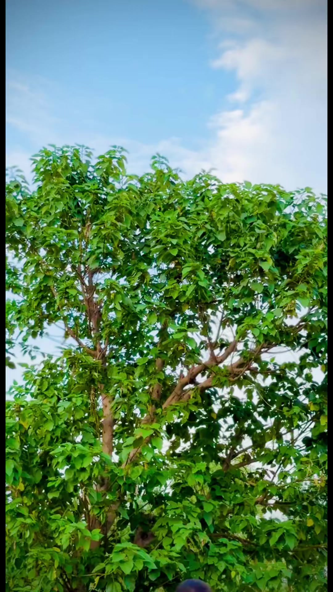 @Hammadjani222