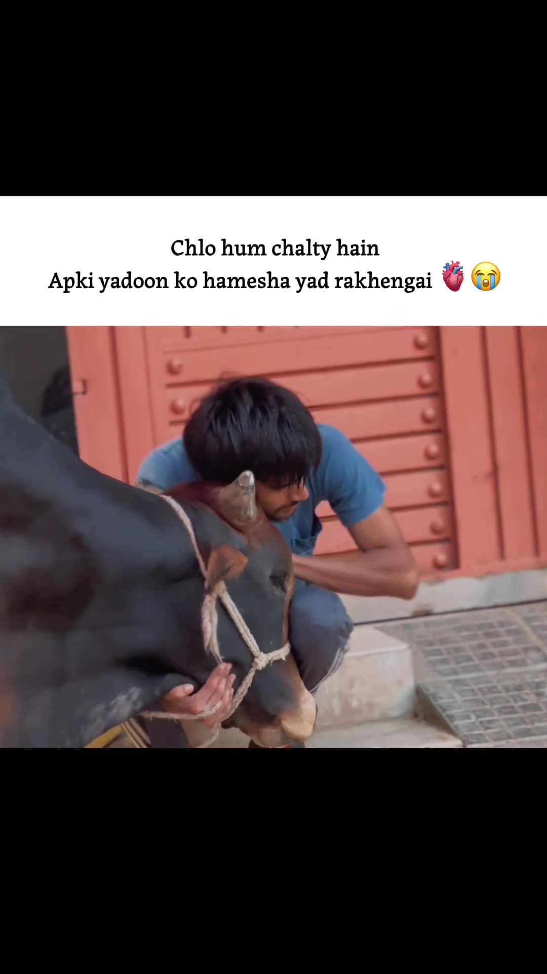 @Cattle_Guy’s