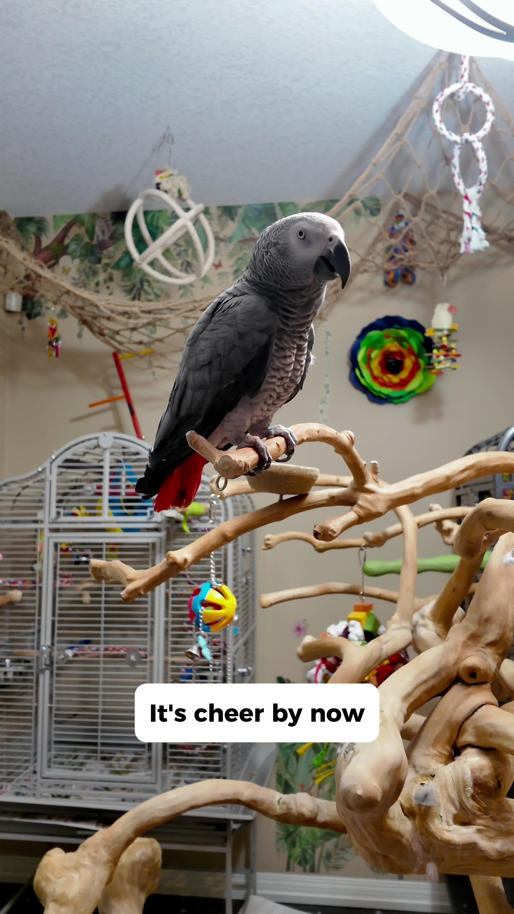 @Gizmo The Grey Bird