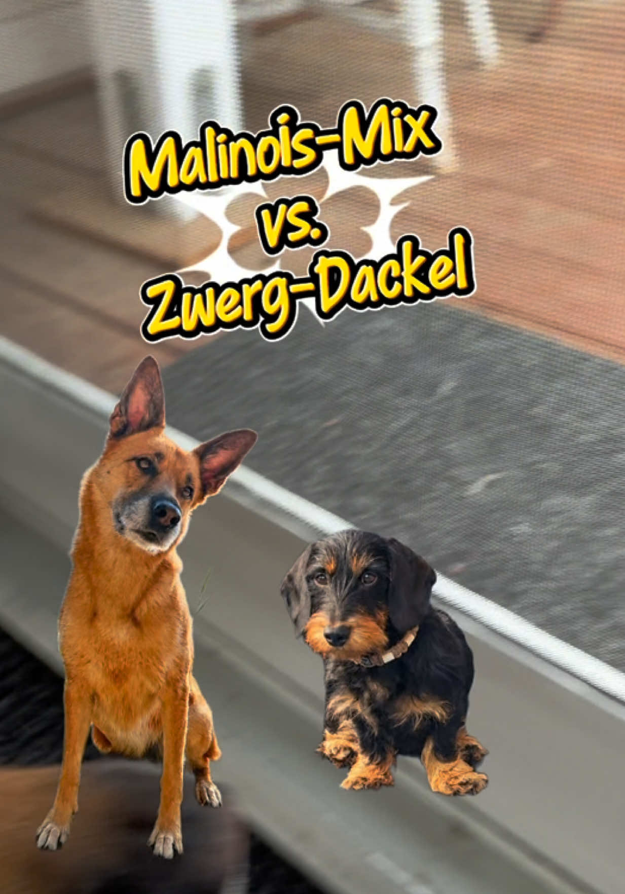 @INSAbenteuerHund