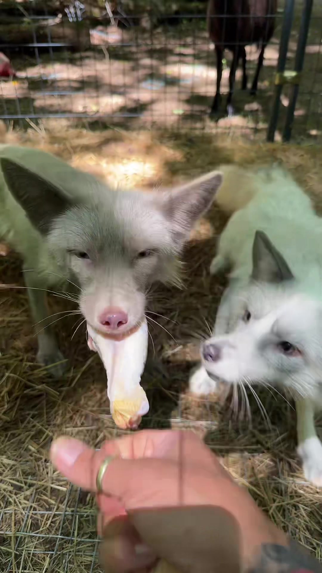 @👨&zwj;🌾Frank Martinez🧑&zwj;🌾🦊🩵💛