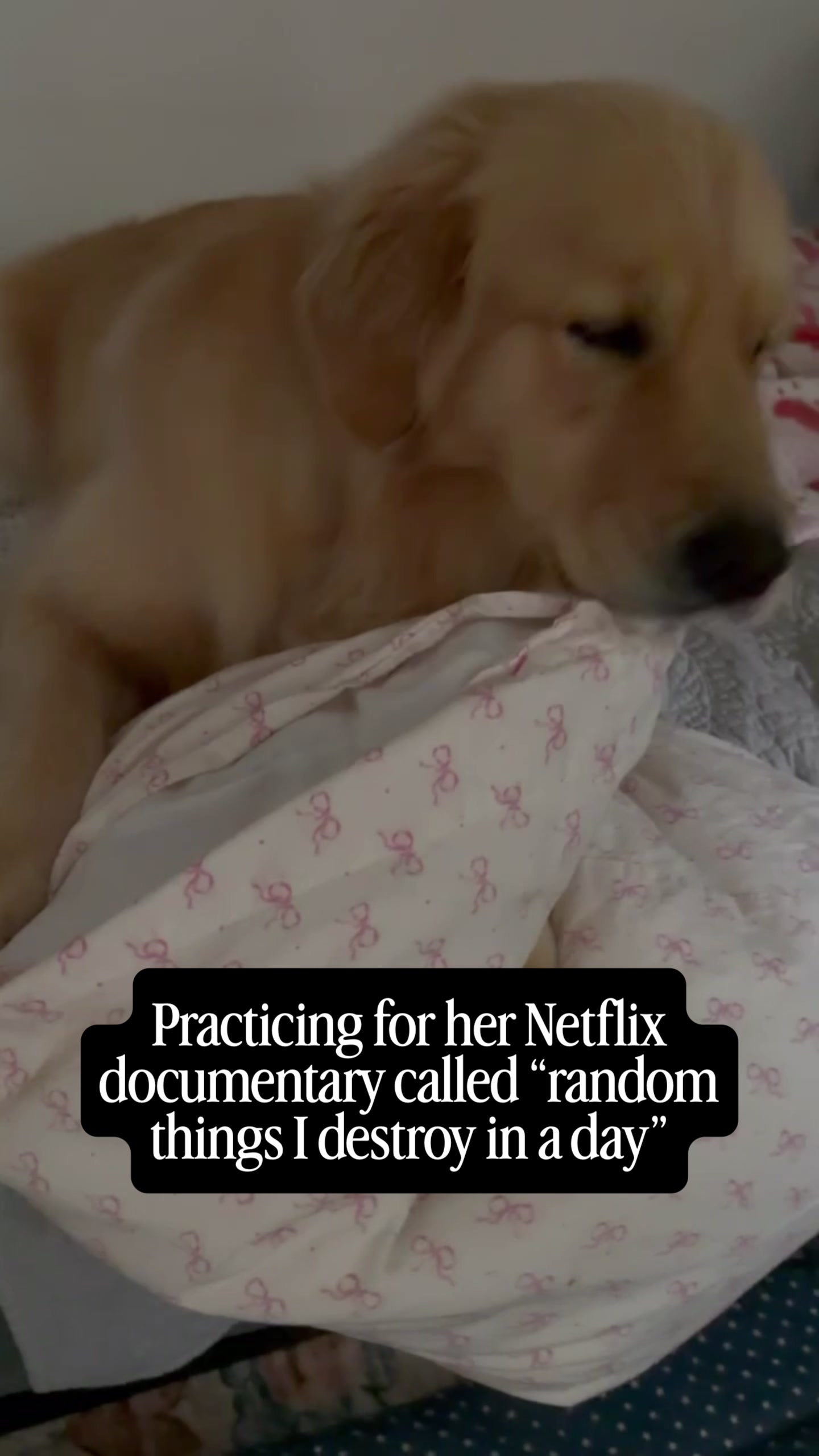 @DogMomisms