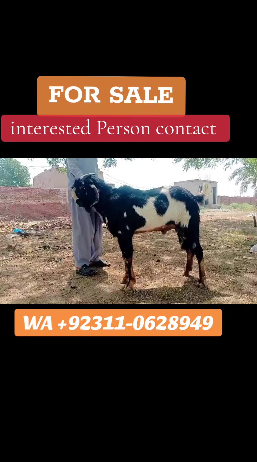 @Dr Mohammad Raza Kachala
