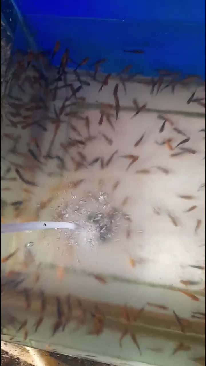 @• BINTANG KOI •