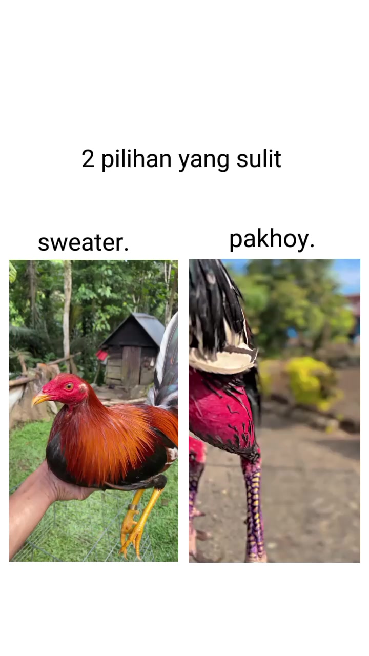@Pajar_gfrm