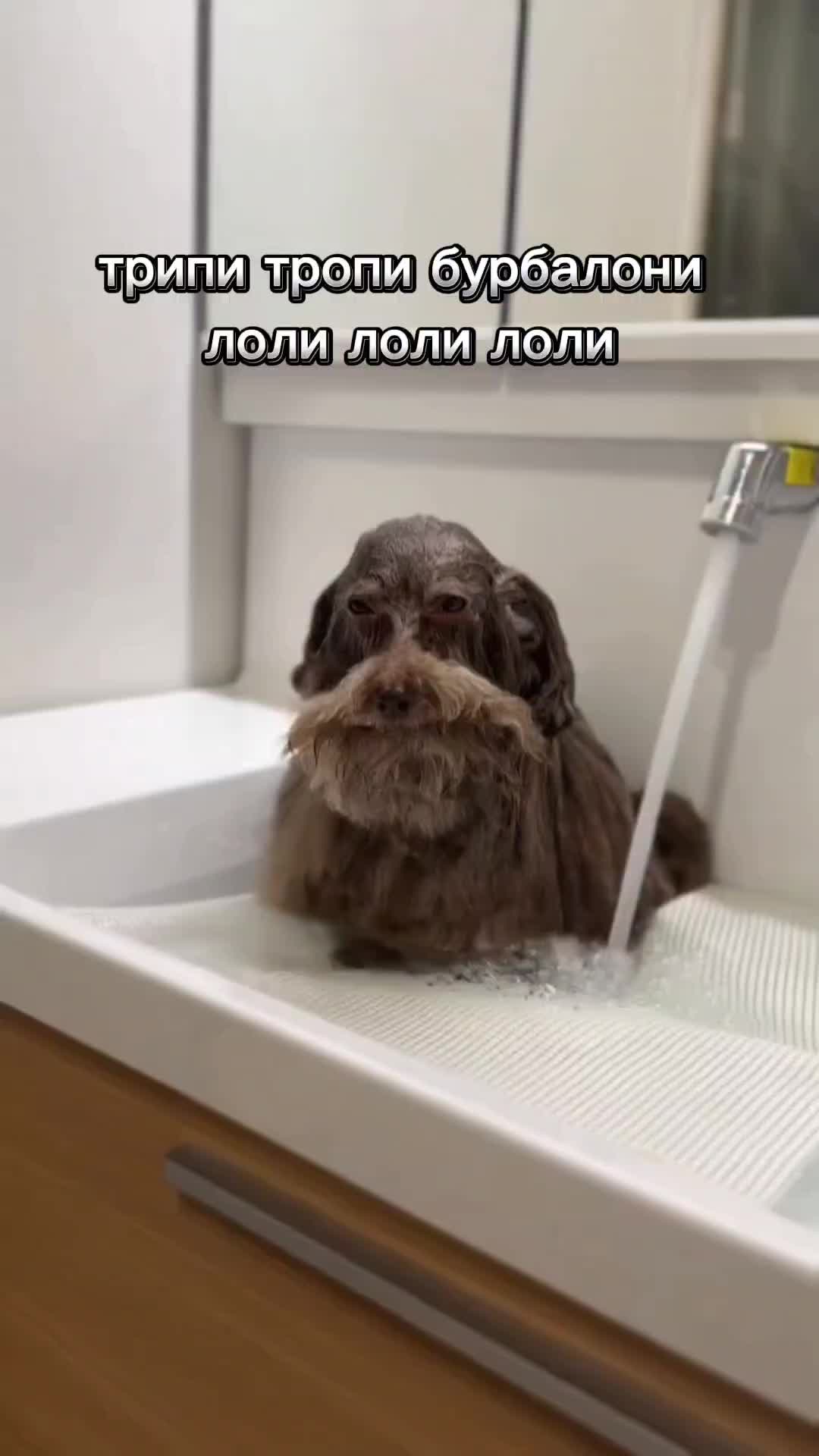 @ипучи